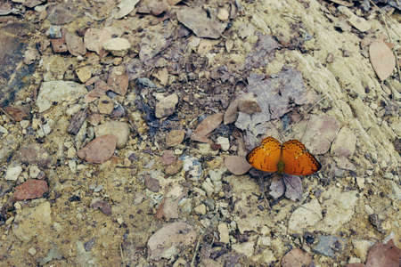The Common Yeoman ,Orange butterfly and brown leaves on cream-colored stone ground,Texture for add text or graphic design ,Natural backgroundの写真素材