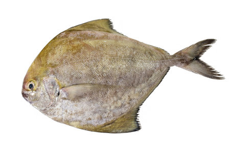Black pomfret isolated on white background.