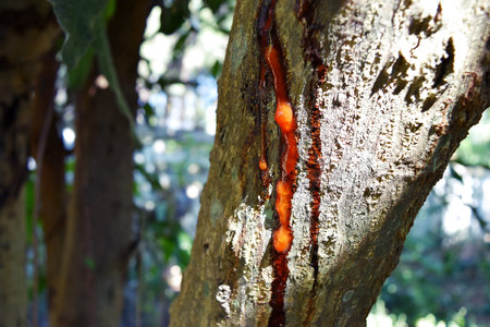 Brown Resin on Mango Tree Bark