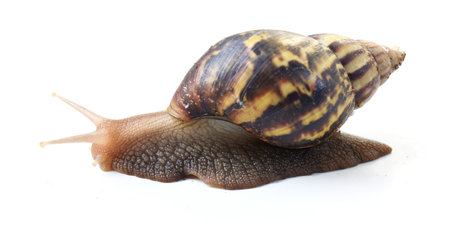 The big brown snail on white background ,Gastropodaの写真素材