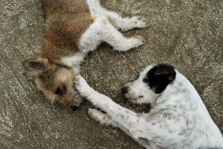 The white dog leg filed  to touch the face of the brown dog,Two dogs sleep face up and turn heads in...