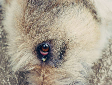 Closeup  brown face of the dog with gum in the eyeの写真素材