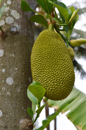 Young Jackfruit on the tree,Fruit tastes good of the tropics