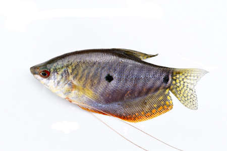 Gouram iisolated on white background,Gouramies,Sepat,TrichopodusTrichopodus,Colorful  fish and food that tastes good,Important aquacultured freshwater species in Thailandの写真素材