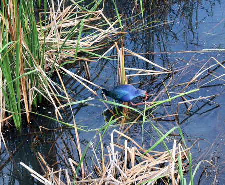 Porphyrio porphyrio,Purple swamp hen is pecking eat the larvae of aquatic plants,The blue waterbird has red beaks and red  long legs,Thailandの写真素材