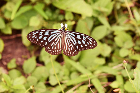 The Pale Blue Tiger,Tirumala limniace,The butterfly collecting nectar on Spanish Needle flower in the field with natural green background,Patterned blue on black wing beautifulの写真素材