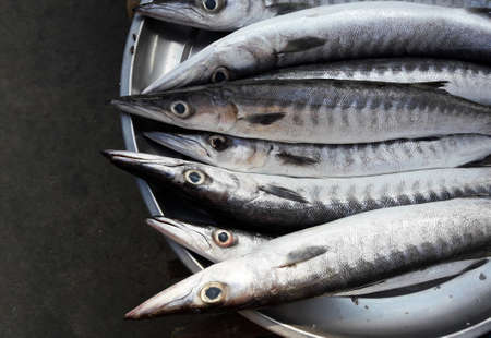 Barracuda or Seapike ( Sphyraenidae ) fish  in a steel tray, Sea fishes in market, Thailandの写真素材