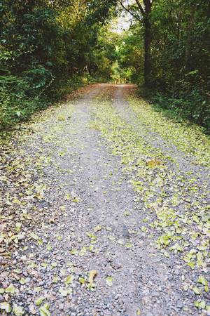 The road in forest covered with green  and brown leaves, Tree tunnel, Thailandの写真素材