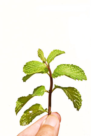 Fingers hold Peppermint leaves isolated on the white background, Fresh raw mint, Vegetables and herbs in cookingの写真素材