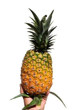 Yellow pineapple  in hand isolated on white background, Tropical fruit taste good, Thailandの写真素材