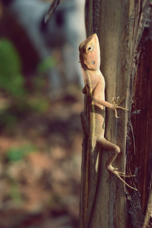 Oriental garden or Eastern garden or Changeable lizard on tree with natural Bokeh ...