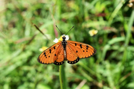 Orange color wing with black stripes assembled with black and white spots, The Tawny Coster (Acraea terpsicore), The Butterfly  seeking nectar on  Spanish Needle flowerの写真素材