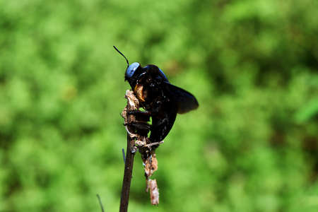 Xylocopa latipes, carpenter bee on branch with natural  green background, The side of the black insect has blue eyeの写真素材