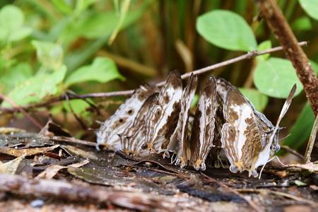 The butterfly masses eat minerals on dirt land, The eye pattern on the white wings of tropical insects., Marbled Map, Cyrestis coclesの写真素材