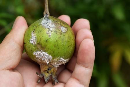 Black ants and Cotton Mealy bugs on green Pomegranate fruit in the human hand, Homoptera: Pseudococcidae ,   Plant being damaged by insect pests , Thailandの写真素材
