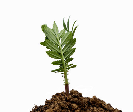 Sapling of American marigold tree on soil isolated on white background, Soverign,Tagetes erecta