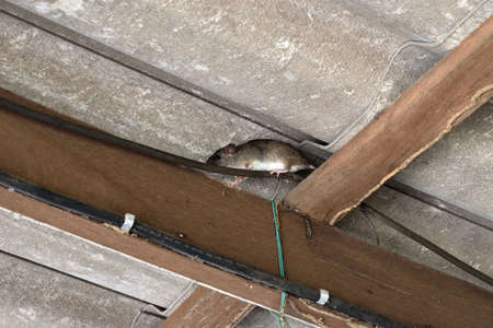 The rat walk in the space between the wooden beam and the roof tiles, Hiding of mice , Rodent damage and disasters when it chew electrical wireの写真素材