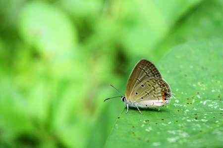 The Plain Cupid( Chilades pandava ) butterfly on leaf with natural green background , Black spot and orange color eye pattern on insect wingの写真素材