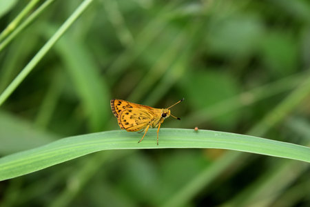 The Narrow-branded Palm Dart butterfly  with The Drosophila on green leaf , Black stripes on orange...