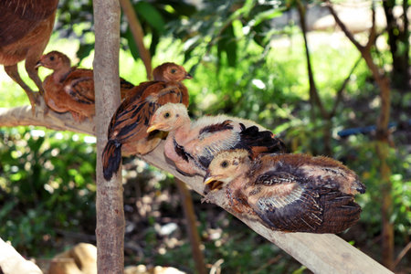 Thai hen and chick on log with natural green background , Thailand