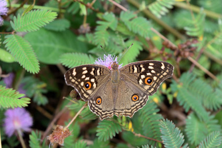 The pattern similar to the eyes on the wings of The Lemon Pansy Butterfly, Junonia lemonias,Insect seeking nectar on pink flower of sleepy plant tree with natural green background, Thailandの写真素材
