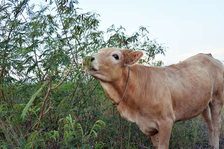 Brown calf is biting and eating leaves of White Popinac tree , Baby cowの写真素材