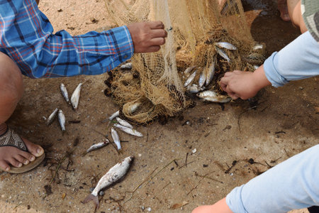 Many freshwater fishes caught with local  tool , Fisherman hands take fish off fishing net on dirt...