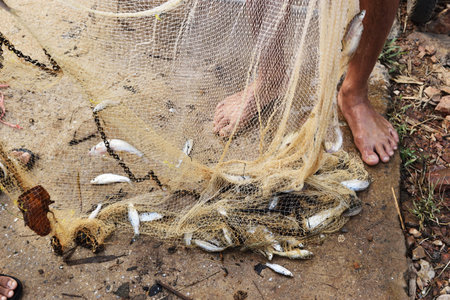 Many freshwater fishes caught with local  tool , Fisherman take fish off fishing net , Thailand