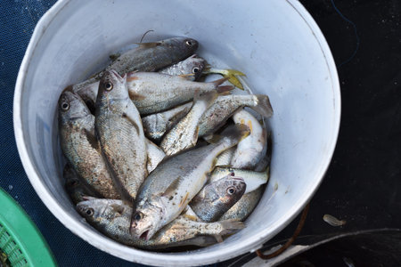 Croaker or Drum fish in a container , Raw seafood in Thailand