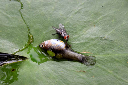 The fly eat The dead fish on lotus leaf , The end of the creatures that go astray into areas that are not suitable for themselvesの写真素材