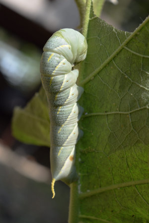 Hawk - moth Caterpillar biting and eating green leaf
