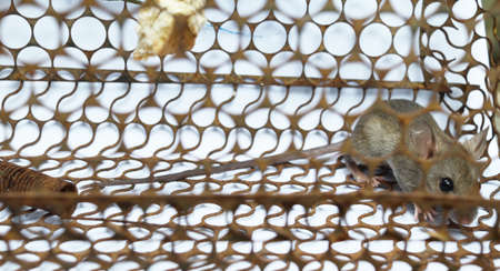 Rat in cage mousetrap on white background, Mouse finding a way out of being confined, Trapping and removal of rodents that cause dirt and may be carriers of disease, Mice try to find freedomの写真素材