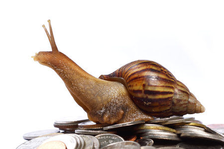 Brown snail climb up to the top of the pile of coins on white background, Travel up the mountain of...