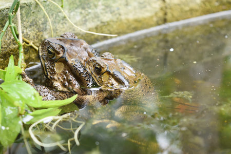 Frogs are mating in water , Amphibians in tropical Asia , Local creature in Thailand , Reproductive...