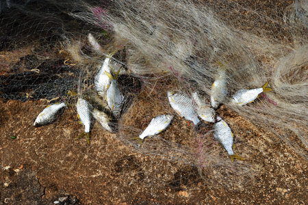 Many freshwater fishes caught with local tool , Fisherman hands take fish off fishing net ,...