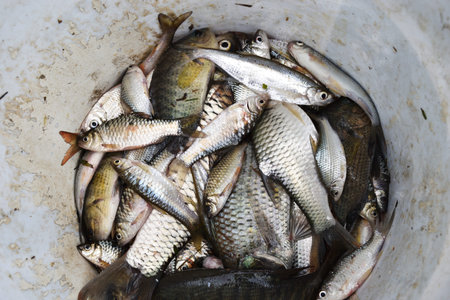 Many freshwater fish in a container , Siamese mud carp or Henicorhynchus siamensis, Gouramis,...