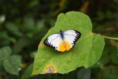 Orange Gull butterfly (Cepora judith) on leaf with natural green and brown background, Black pattern with yellow and orange color on white wing of tropical insect, Thailandの写真素材