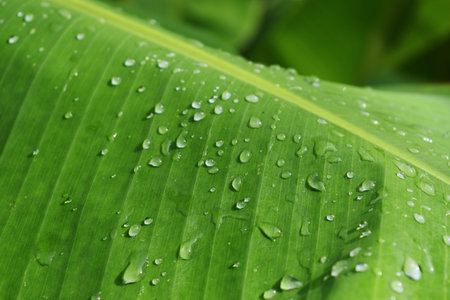 Water drops on green banana leaf, Texture for add text or graphic design , Freshness of plants after rain fallの写真素材