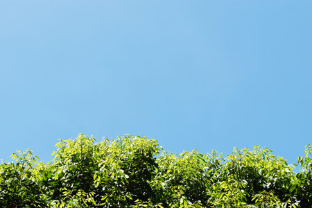 Bright color and shadow on the green leaves bush of tree with blue sky in background, Environment...