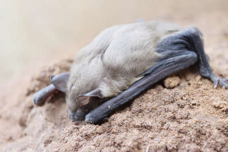 Lesser Asiatic Yellow House Bat (Scotophilus kuhlii) resting on rock, Animals mammals that can fly and has brown hairの写真素材