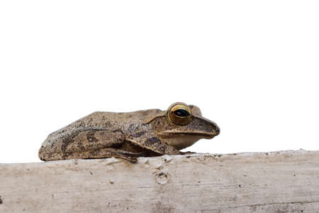 Big eye sparkle of amphibians in tropical Asia , Common tree frog isolated on white backgroundの写真素材