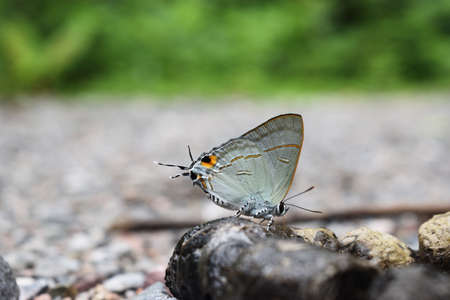 The Common Tit Butterfly sucking and eating mineral in animal feces , Colorful abstract pattern on brown wings of tropical insect , Thailandの写真素材