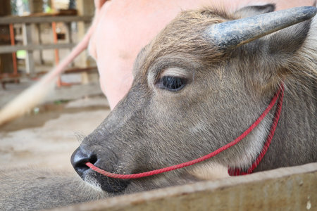 The albino water buffalo in cow stall , Close up the calf in farm, Pass a red rope through the nose...