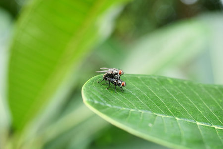 Cluster fly mating on tree leaf with natural green background, Tropical insect with large orange...