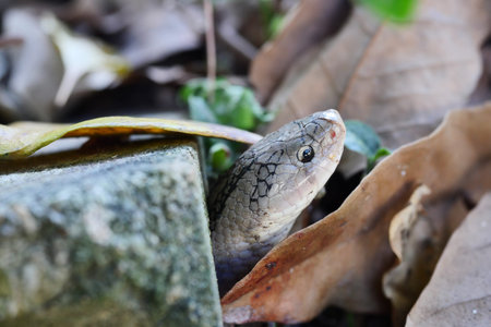 Close - up head of The Banded kukri snake ( Oligodon fasciolatus ) in forest, Black stripes on the...