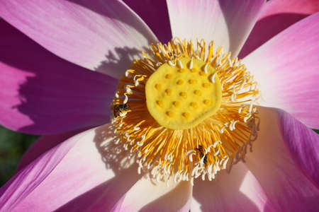 Bean of India or Sacred Lotus blossom with natural green background, Bee with pink petals and yellow pollen in water lilly flower , Tropical plant in Thailandの写真素材