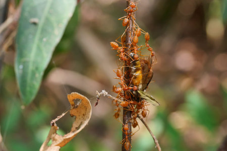 Orange gaster or Weaver or Green tree ants are moving the remains of Giant honey bee to high ground,...