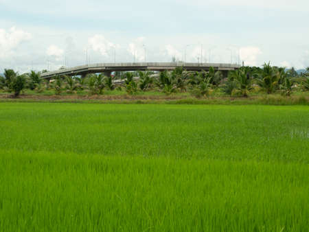 Concrete bridge road in the green rice field in water on dirt land, Cereal crop in tropical, Rural transportation in Thailandの写真素材