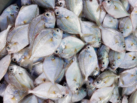 Common ponyfish ( Leiognathus equulus ) fishes at the market, Saltwater fish species in Thailandの写真素材