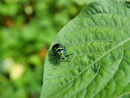 The Rainbow Shield Bug on leaf plant tree with natural green background, Beautiful colored tropical insects in Thailandの写真素材